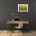 thumbnail image 3 of Molinari, Michele 32x23 White Modern Wood Framed Museum Art Print Titled - Italy-poplar trees plantation for paper pulp production, 3 of 4