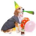 thumbnail image 4 of Set de esmoquin para perros PUMYPOREITY 2XL, algodón gris, 2 unidades, 4 of 7