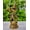 Murli_Krishn, variant on WC_Laddu Gopal Krishna Statue for Janmashtami - Hindu God of Love and Divine Joy Kanha Krishna Idol, Baby Krishna Murti-Religious Gift - Home Decor Item