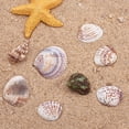 thumbnail image 4 of 50 Piezas Concha de Playa Granel Sunnimix Joyas de Bricolaje, 4 of 8