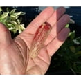 thumbnail image 2 of Sherwoods Seeds Farmers Market Jalapeno Potato Pepper Premium Seed Packet, 2 of 2