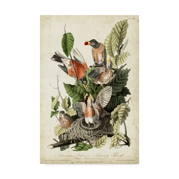 Trademark Fine Art 'Audubons American Robin' Canvas Art by John James Audubon
