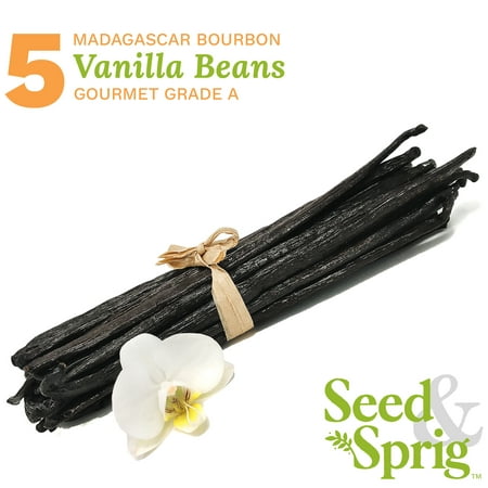 Seed & Sprig Madagascar Bourbon Vanilla Beans | 5 Pack | Bulk Whole Vanilla Pods & Seeds for Baking, Coffee, Brewing, Cooking | Gourmet Grade A | 6+ inches Non-GMO Long, Plump, (Best Bourbon For Baking)