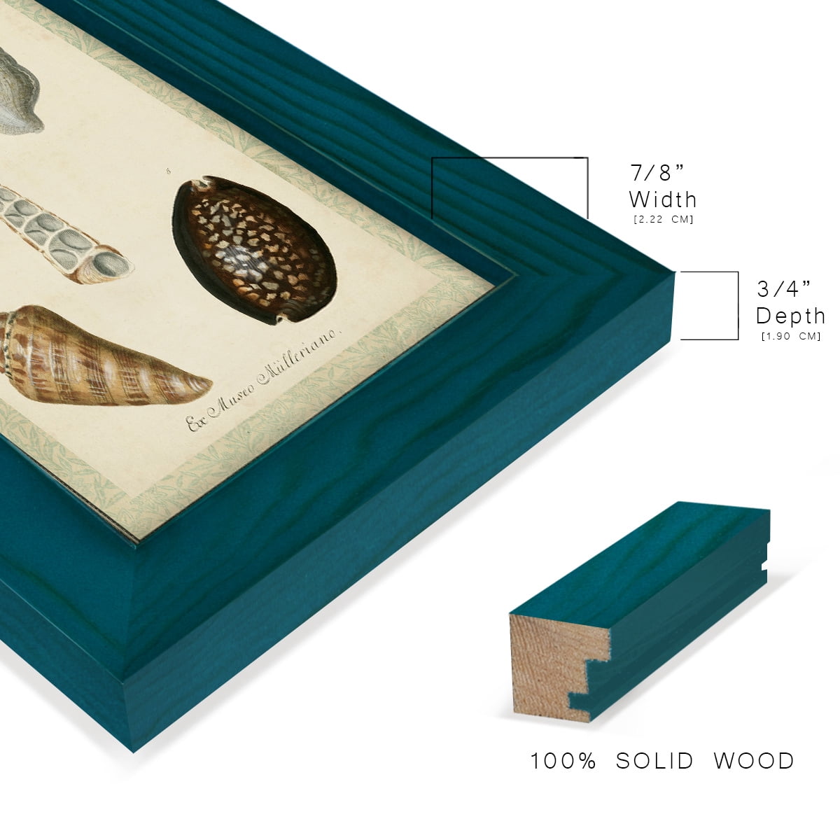 Bookplate Shells IX - Framed Print w/glass - Ocean Blue