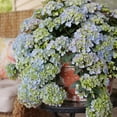 thumbnail image 4 of Proven Winners ColorChoice Fairytrail Fresco Hydrangea Live Shrub (2 Gallon), 4 of 10
