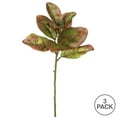 thumbnail image 3 of Vickerman 31" Artificial Autmn Magnolia Leaves, No Blossom, Set of 3, 3 of 4