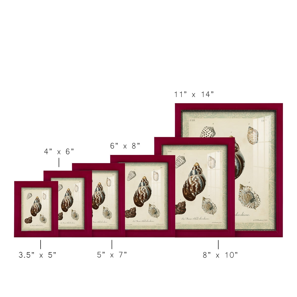 Bookplate Shells VII - Framed Print w/glass - Cherry Red
