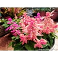 thumbnail image 2 of 420 Salvia splendens Seeds Scarlet Sage Lamiaceae Mixing Color Dwarf Flower Native, 2 of 11