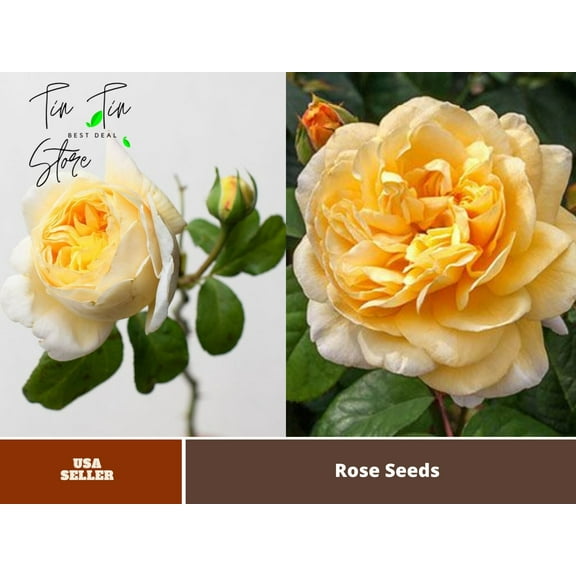 30 Rare Seeds| Moonlight Romantica Hybrid Tea Rose Seeds#1009| |BUY 4 GET 1 FREE|