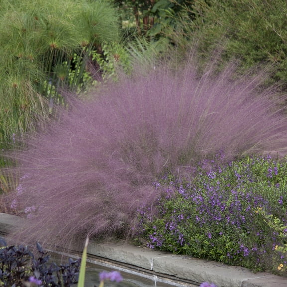 Pink Muhly Ornament Grass Dormant Bare Root Starter Plant, One Plant per Offer