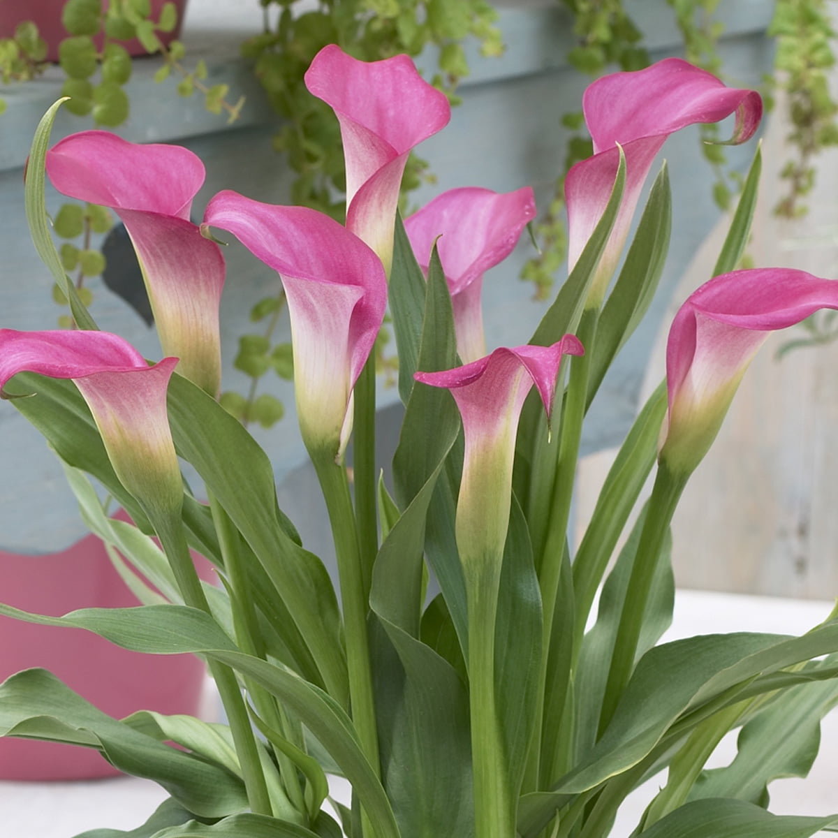 Van Zyverden Patio Pink Calla with Pink Metal Planter, Soil and Growers Pot 1 Bulb Pink Partial Sun Flowering 2 lbs