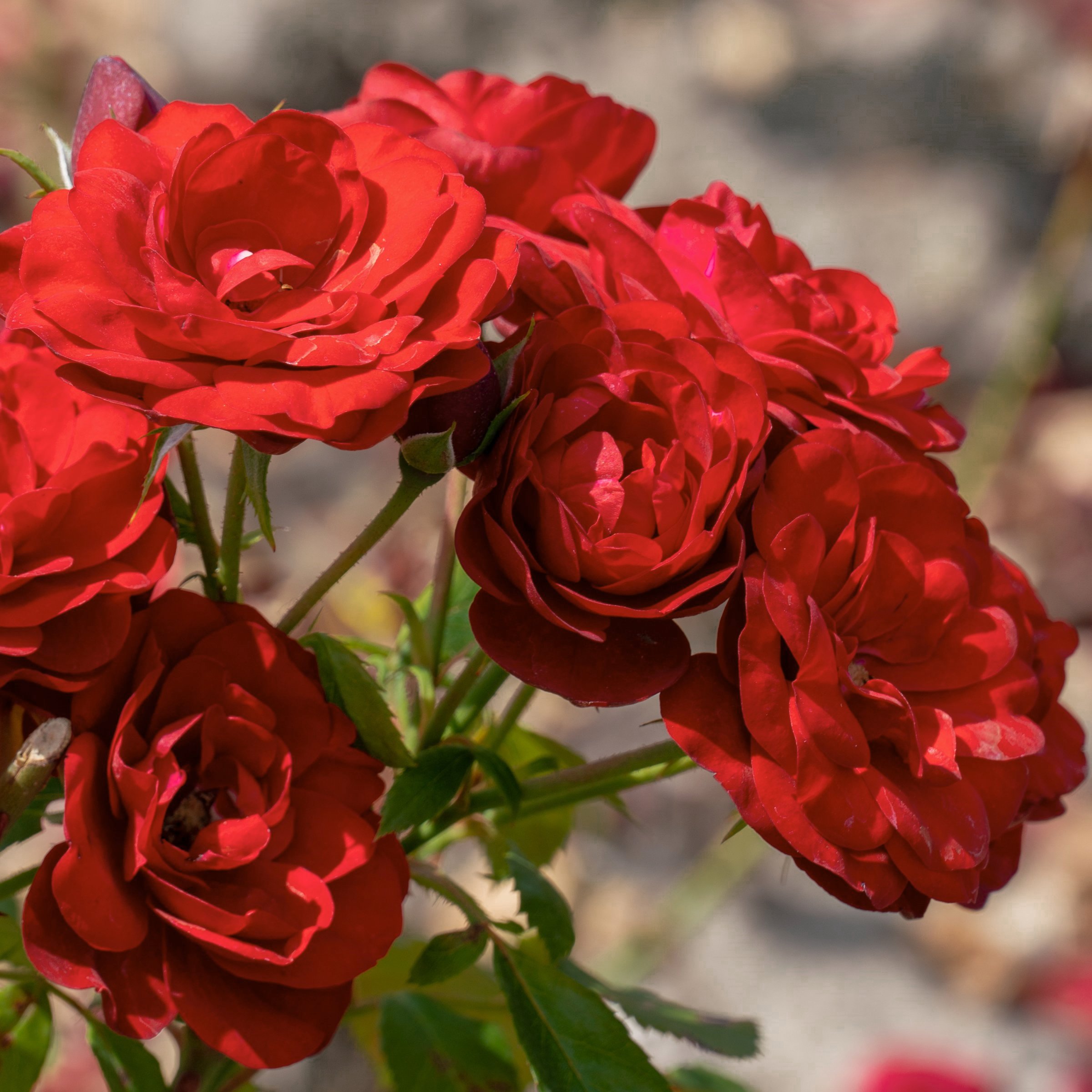 National Plant Network Bare Root Impatient Tree Rose
