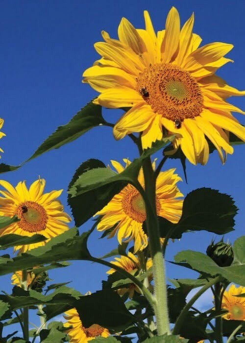 Sunflower ページ 25+ Seeds| Royal Hybrid 1121 Sunflower Seed #E012-Authentic