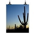 thumbnail image 2 of Print: Saguaro Cactus Near Tucson, Arizona, 2008, 2 of 4