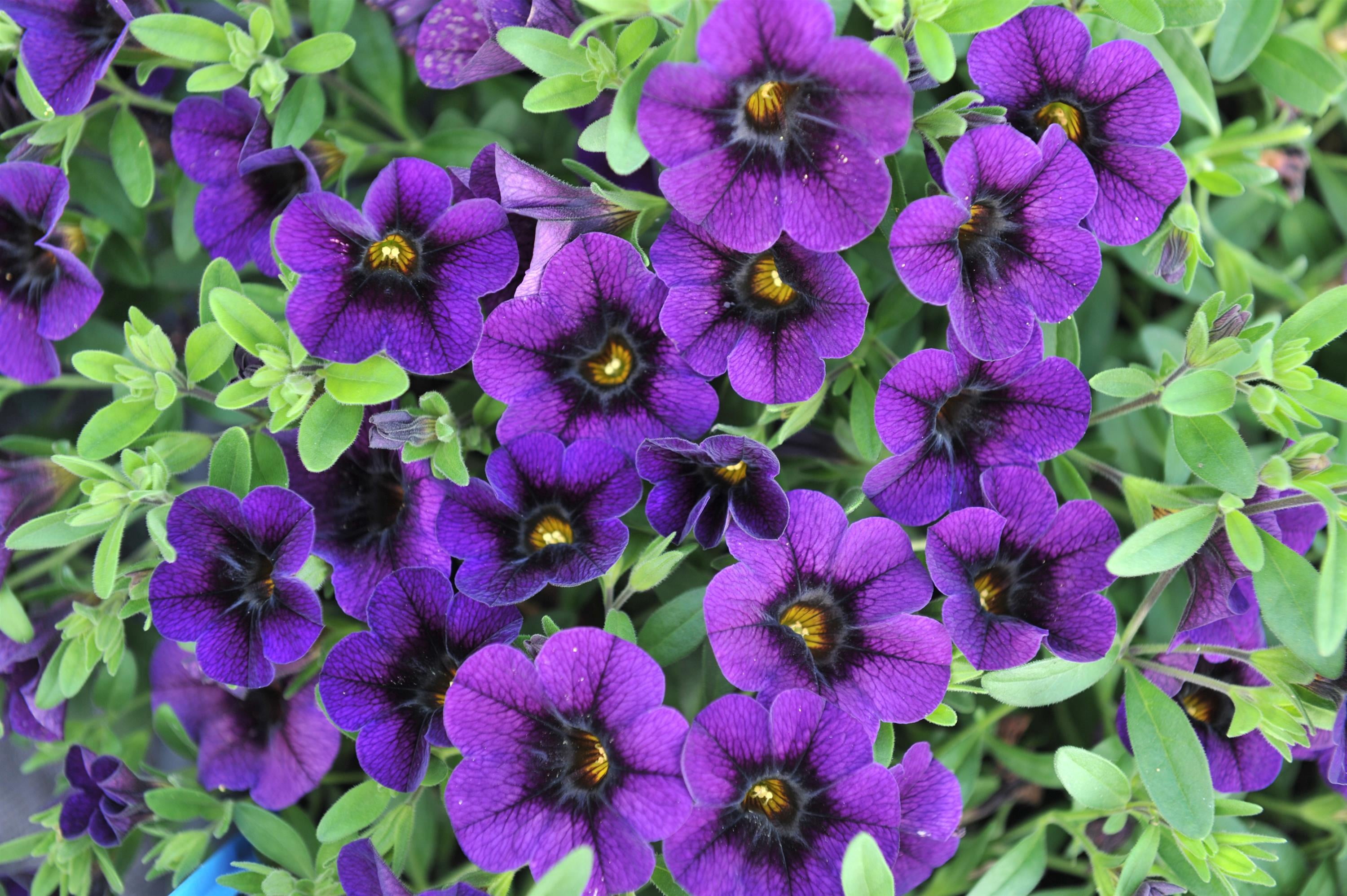 Better Homes & Gardens 3 Quart Calibrachoa Full Sun Annual Pet-Friendly Live Plants