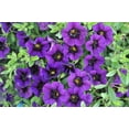 thumbnail image 2 of Better Homes & Gardens 3 Quart Calibrachoa Full Sun Annual Live Plants, Pet-Friendly, 2 of 6