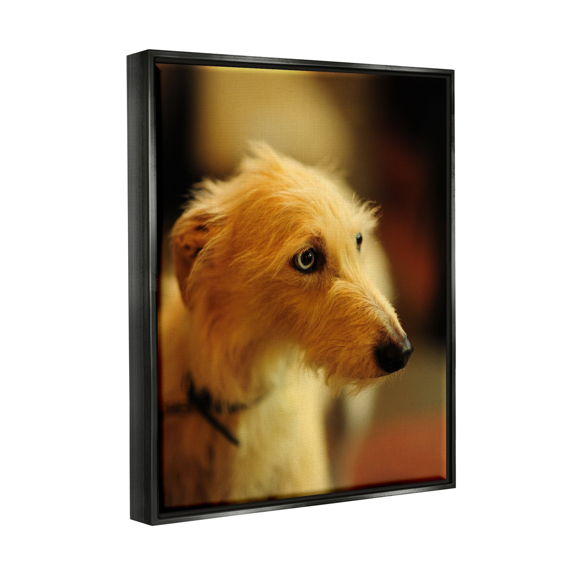 Stupell Industries Long Hair Terrier Dog Portrait Warm Lighting Photography Photograph Jet Black Floating Framed Canvas Print Wall Art, Design by James Dobson