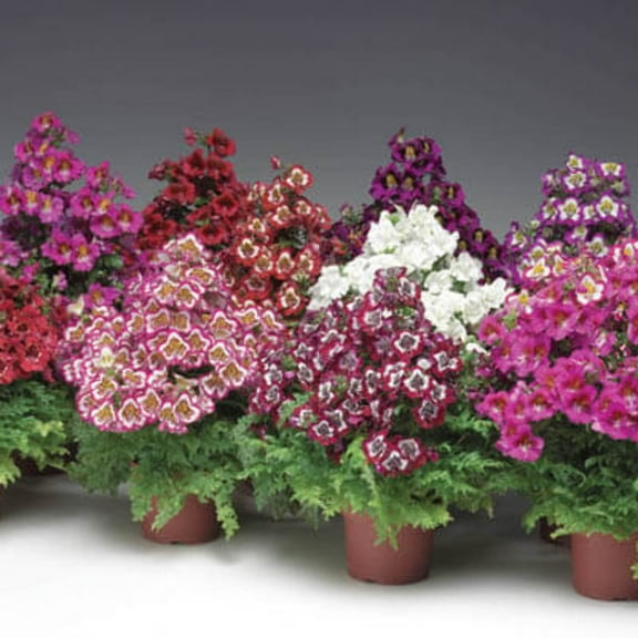 Schizanthus Atlantis Mix F1 Seed