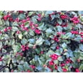 thumbnail image 1 of 40 Graines de Houx Américain Ilex Opaca Arbre Arbuste à Feuilles Persistantes Baies Rouges - Alias Houx Blanc, Houx Piquant, Houx de Noël, Yule Houx, 1 of 11