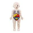 thumbnail image 2 of Modelo de anatomía del cuerpo humano para niños, órgano de aprendizaje educativo, juguete ensamblado, herramienta de enseñanza de órganos corporales, 2 of 8