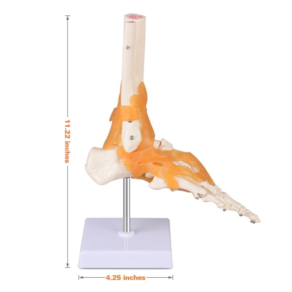 Human Foot Joint Model with Ligaments