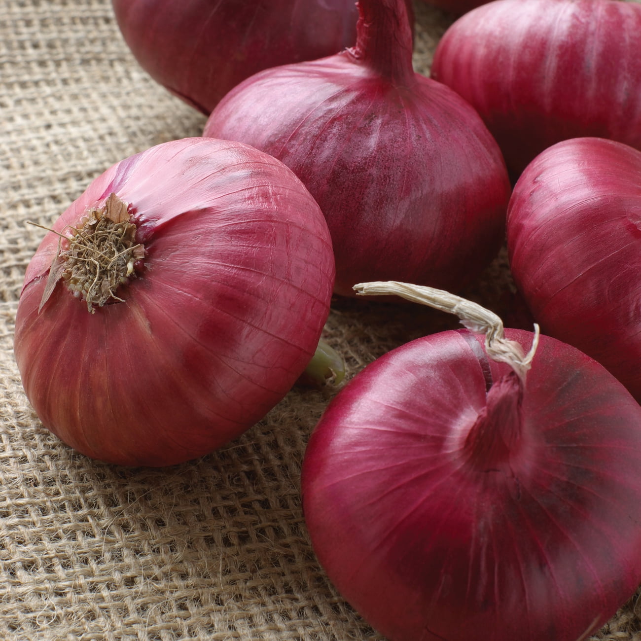 Van Zyverden - Onion Red Sets Dormant Bulb GMO Free Full Sun; 6+ Hrs; Red