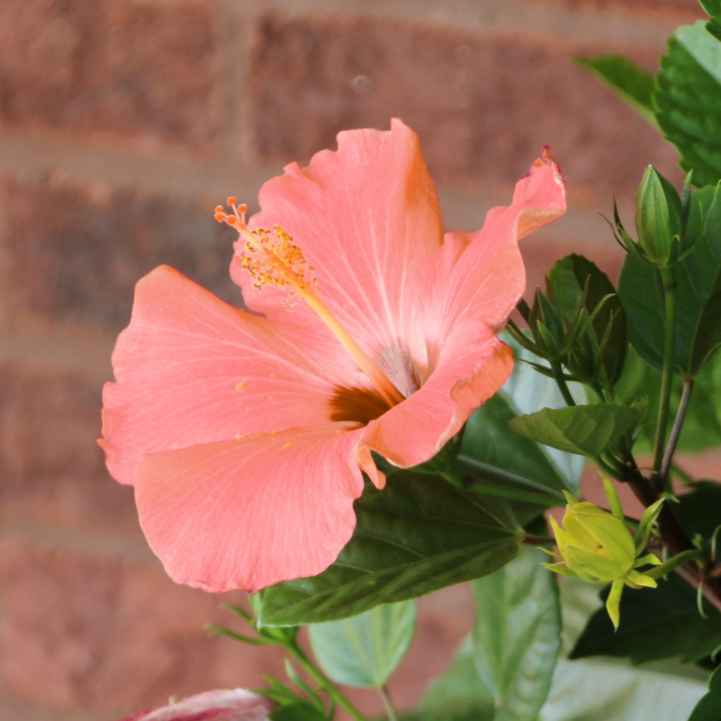 2 gal. Hibiscus Peach Braided Live Annual Tree with Peach Flowers