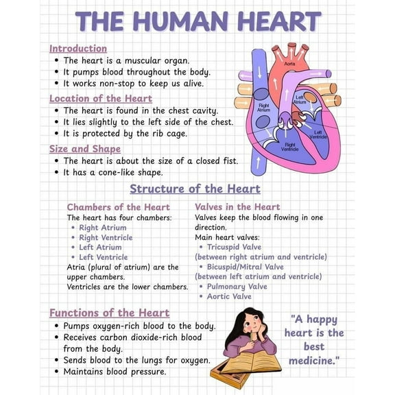 Human heart poster Suitable for medical education posters for students, and can also be used as classroom and hospital office decoration