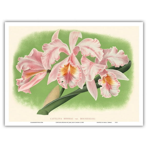 Cattleya Orchid - Cattleya Mossiae var. Bousiesiana - Vintage Botanical Illustration by Jean Jules Linden c.1888 - Master Art Print (Unframed) 9in x 12in
