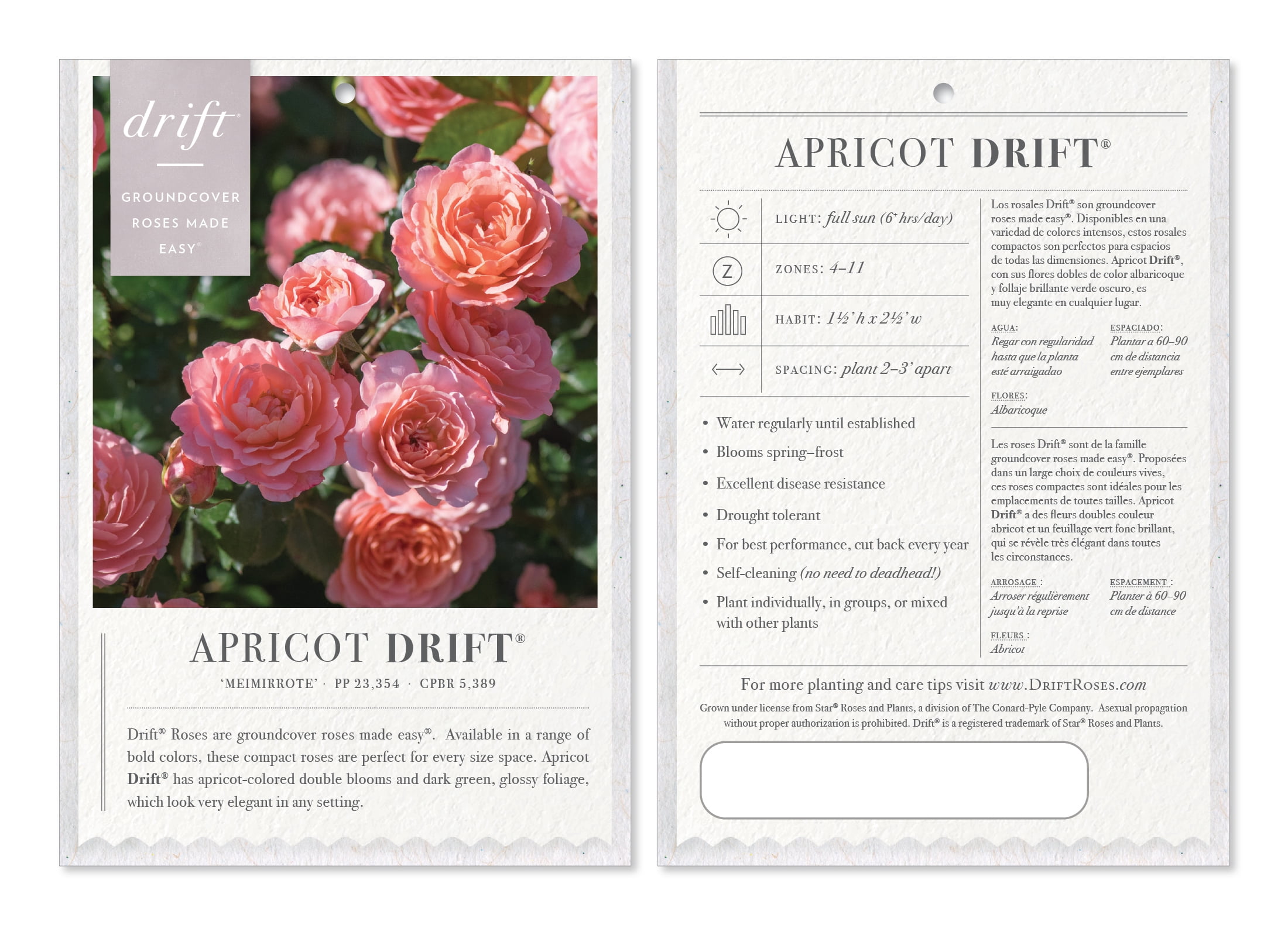 Apricot Drift Rose (1 Gallon) Low-Growing Deciduous Flowering Shrub - Full Sun Live Outdoor Plant