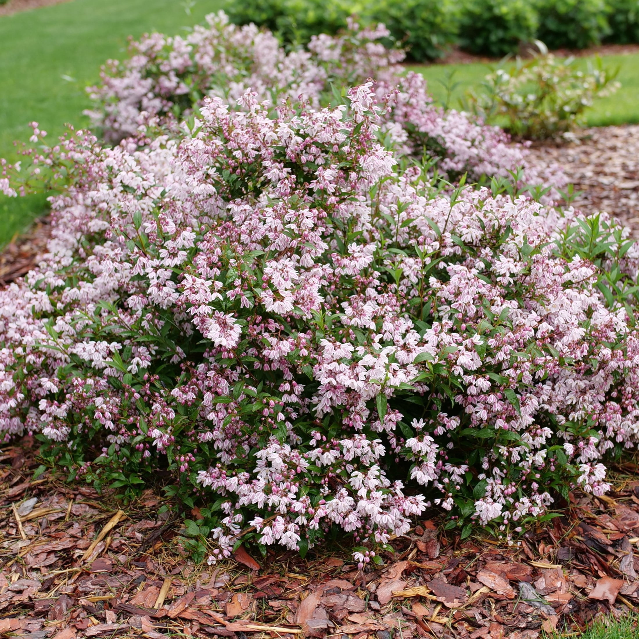 Proven Winners ColorChoice 6" Pink Yuki Kabuki Deutzia Live Plant in 7.5" Pot
