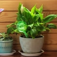 thumbnail image 3 of Lucoss Green Plastic Plant Watering Bulbs (1 Pack), 3 of 8