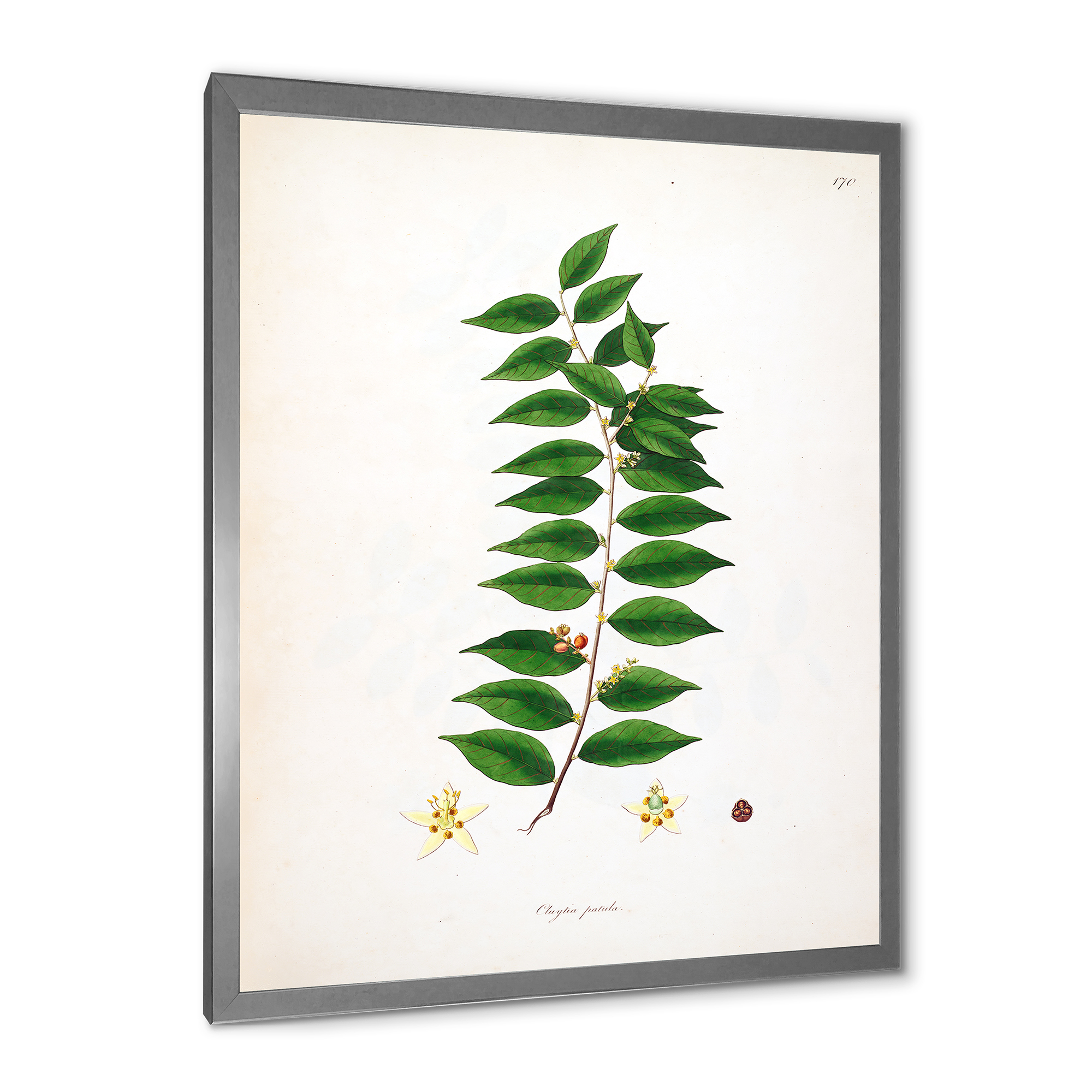 Designart 'Ancient London Plants VI' Farmhouse Framed Art Print