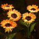 thumbnail image 5 of Luces de jardín LED con forma de girasol alimentadas por energía solar, de 3 cabezales, iluminación decorativa exterior para caminos y jardín, resistente al agua., 5 of 9