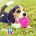 thumbnail image 3 of Pelota Para Perro Juguete Ch Sonido 1 Pz Fancy Pets, 3 of 4