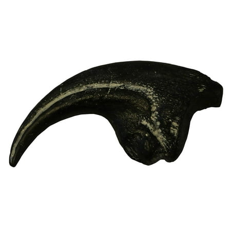 Allosaurus Dinosaur Life Size Claw Fossil Replica - 7"