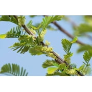 10 INDIAN GOOSEBERRY Phyllanthus Emblica Emblic Edible Fruit Tree Seeds