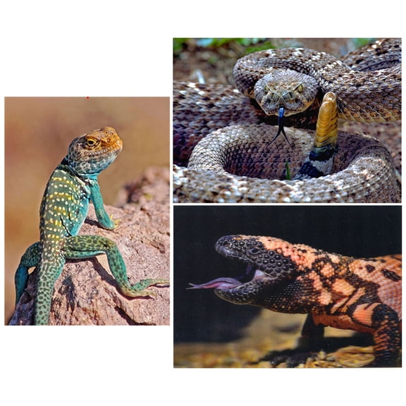 REPTILES :3 Lenticular 3D Postcard Greeting Cards - Lizard, Rattlesnake and Gila Monster