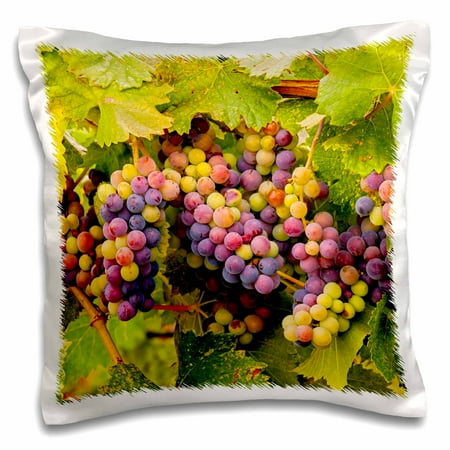 - 3dRose USA, Washington, Okanogan Valley. Pinot grapes ripen during veraison. - Pillow Case, 16 by 16-inch