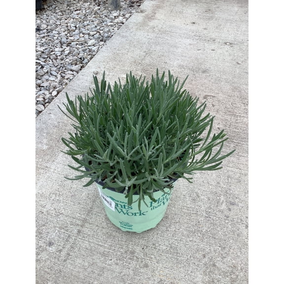 Phenomenal® Lavender Live Plants, Fragrant Purple Blooms