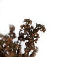 thumbnail image 5 of Vickerman 18-20" Brown Heather - 4-5 oz Bundle, Preserved, 5 of 5