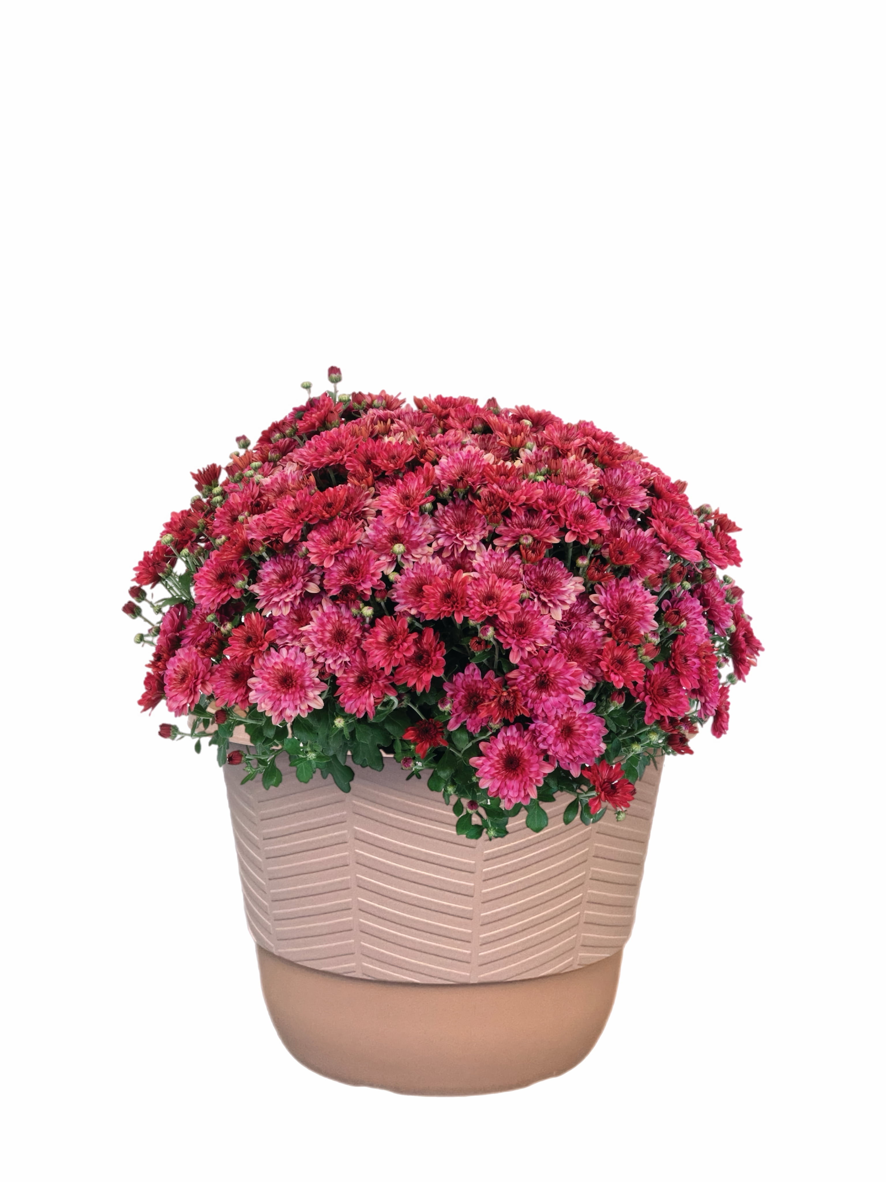 Better Homes & Gardens 1.5G Purple Mum Live Plant in Decorative Pot