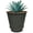 Ash Gray, variant on Headwind Cordova Glazed Planter – 5" Antique White with Saucer Lightweight Gardening Pot Planters & Accessories – Decorative Plant Pots for Indoor & Outdoor Use by Robert Allen