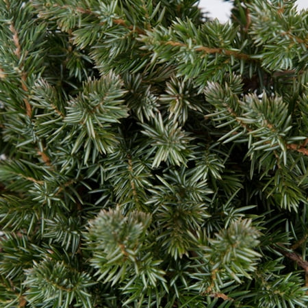 Blue Pacific Juniper, Evergreen Ground cover, Live (Best Ground Cover Plants For North Carolina)