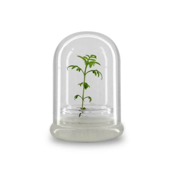Nutritious terra gel terrarium, Seed Germination Helper, Zero maintenance, Interactive glass terrarium, Gift with educational value for children