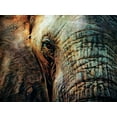 thumbnail image 2 of Aldridge, Ashley 18x15 White Modern Wood Framed Museum Art Print Titled - African Elephant Wise Eyes, 2 of 4