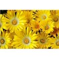 thumbnail image 1 of 100 Gelato YELLOW ICE PLANT Mesembryanthemum Daisy Livingstone Succulent Flower Seeds, 1 of 4