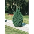 thumbnail image 4 of Blue Point Juniper Tree  3 Live 4 Inch Pots  Juniperus Chinensis  Hardy Evergreen Shrub  Perfect for Landscaping  Low Maintenance Plants, 4 of 9