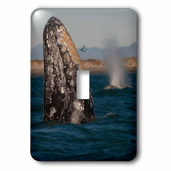 3dRose, Gray Whale spyhopping in San Ignacio Lagoon, Baja California, Mexico, single toggle switch