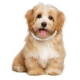 Gold Chain Dog Collar Dog Necklace Metal Cuban Link For Medium And